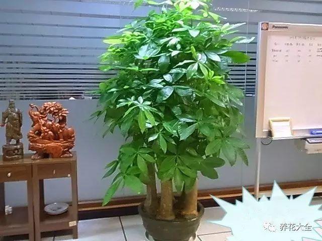 入门厅摆冰箱 风水_家中吉祥物品摆放的风水_家庭风水摆设摆象