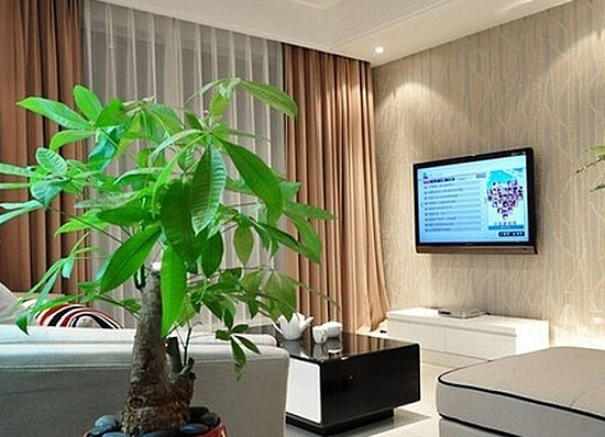 家中养花风水禁忌有哪些客厅中摆放植物应选最具视觉效果、最昂贵的植物