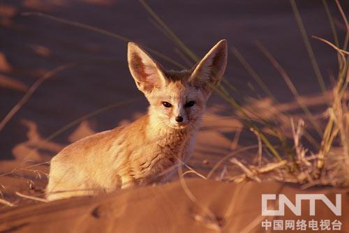 探索地球的历史_探索地球奥秘的历史_地球探索历史探索