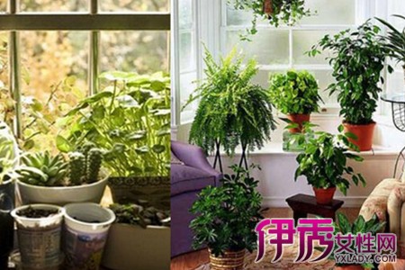 改善卧室风水财运植物_卧室风水植物财运_卧室旺财风水植物