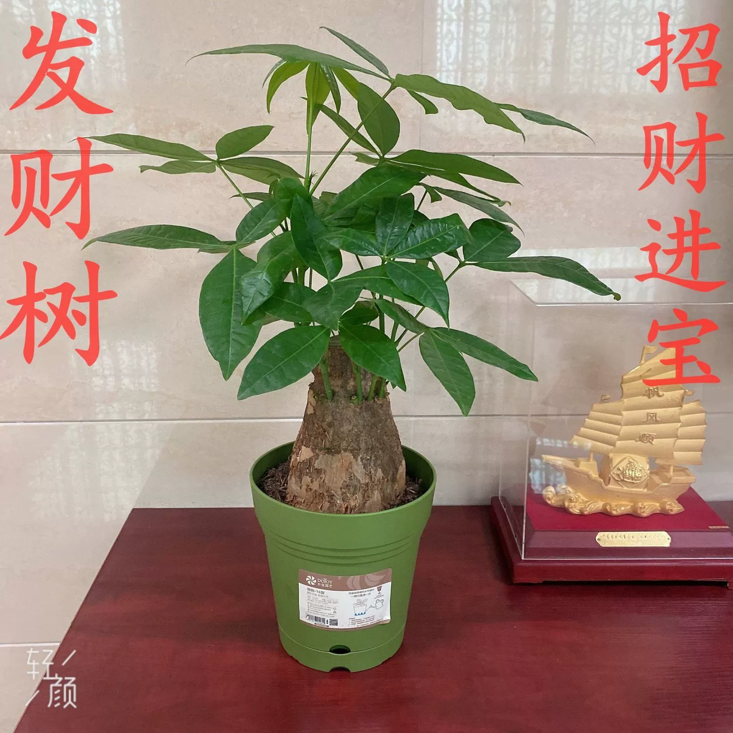 卧室风水植物财运_卧室招财植物_卧室财运风水的摆放