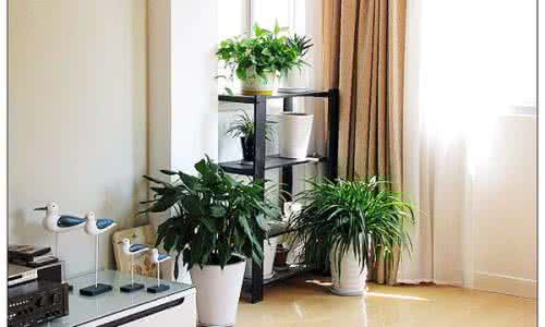 客厅风水上养什么绿植好_客厅养哪些植物风水好_客厅养植物好吗