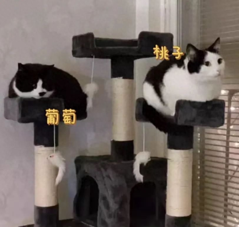 被自家猫咪遗忘的