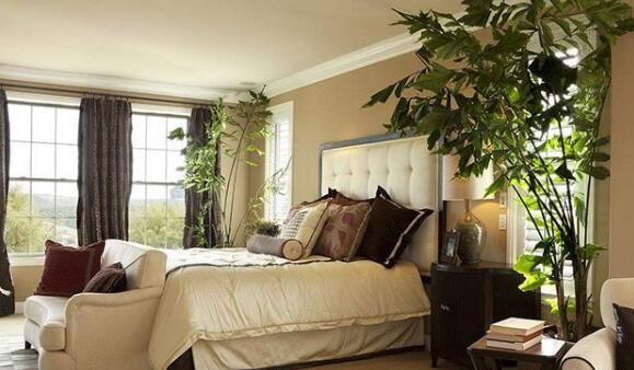 卧室植物风水禁忌，适合卧室摆放的植物有哪些？