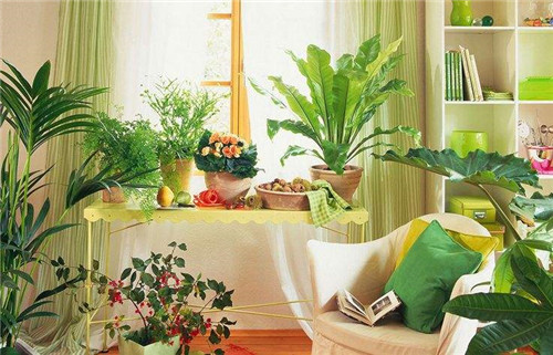 如何根据卧室植物摆放风水禁忌，卧室能放什么植物