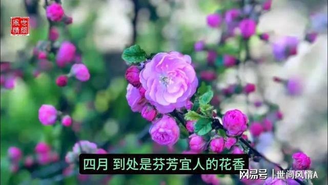 紫微斗数四化看婚姻_紫微斗数四化看结婚时间_紫微看结婚大限