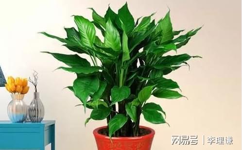 家居风水养绿植_家居水养绿植风水好不好_水养植物风水